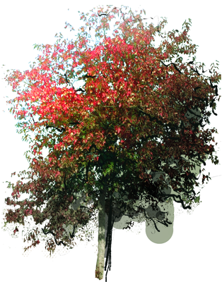 Tatar Maple